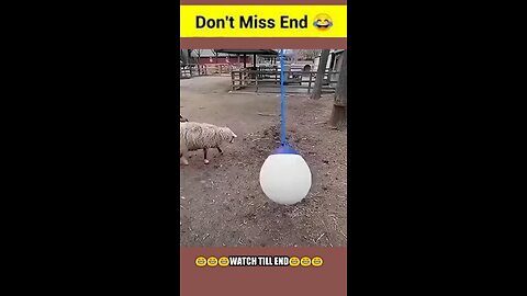 Funny animal videos