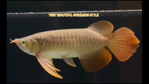 SUPER RED AROWANA FISH 30-32CM
