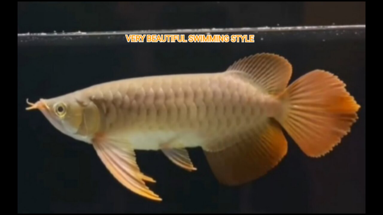 SUPER RED AROWANA FISH 30-32CM