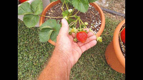 Sweetest Strawberry Variety We've Ever Grown 8/29/24