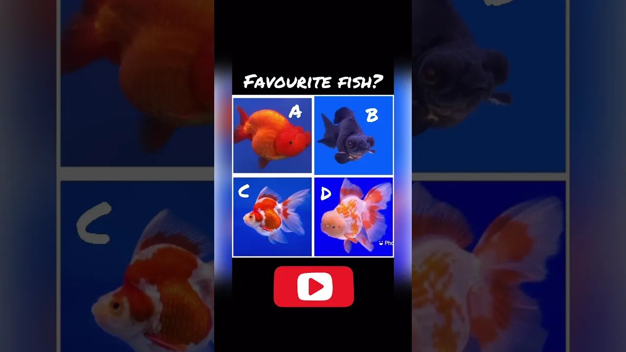 Name your favourite goldfish #goldfish #fishtank #aquarium #ranchugoldfish #fancygoldfish