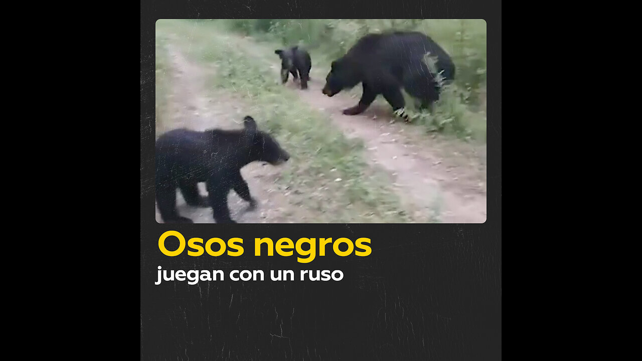 Una familia de osos juega con un ruso que se cruza en su camino