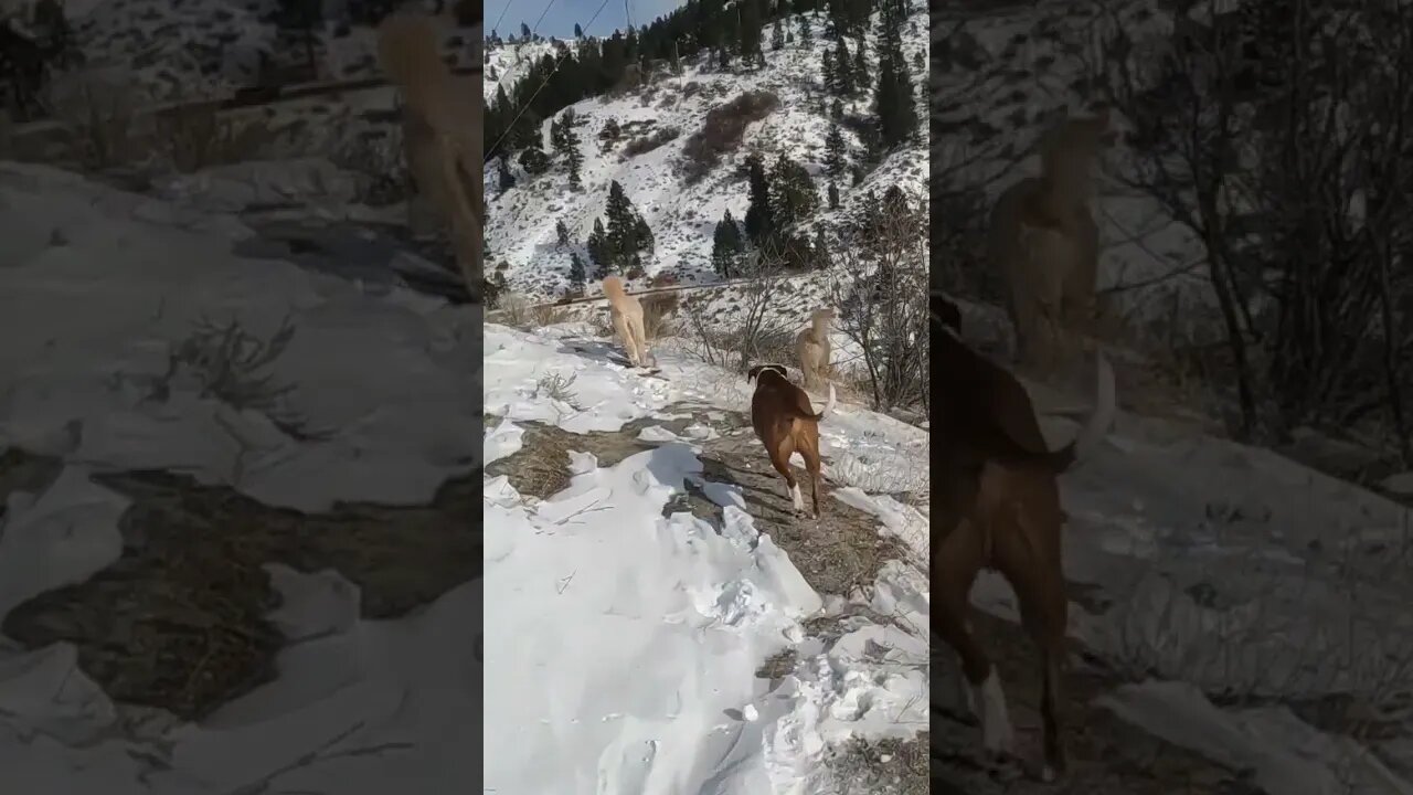 #dog #mountains #fun #snow #run #boise #idaho #