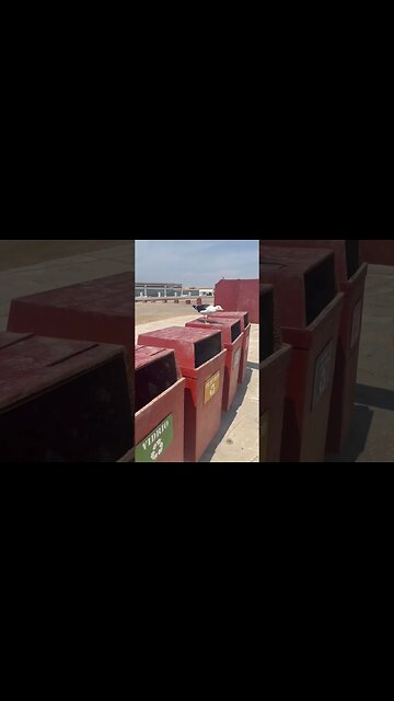 Giant seagull Paracas Peru