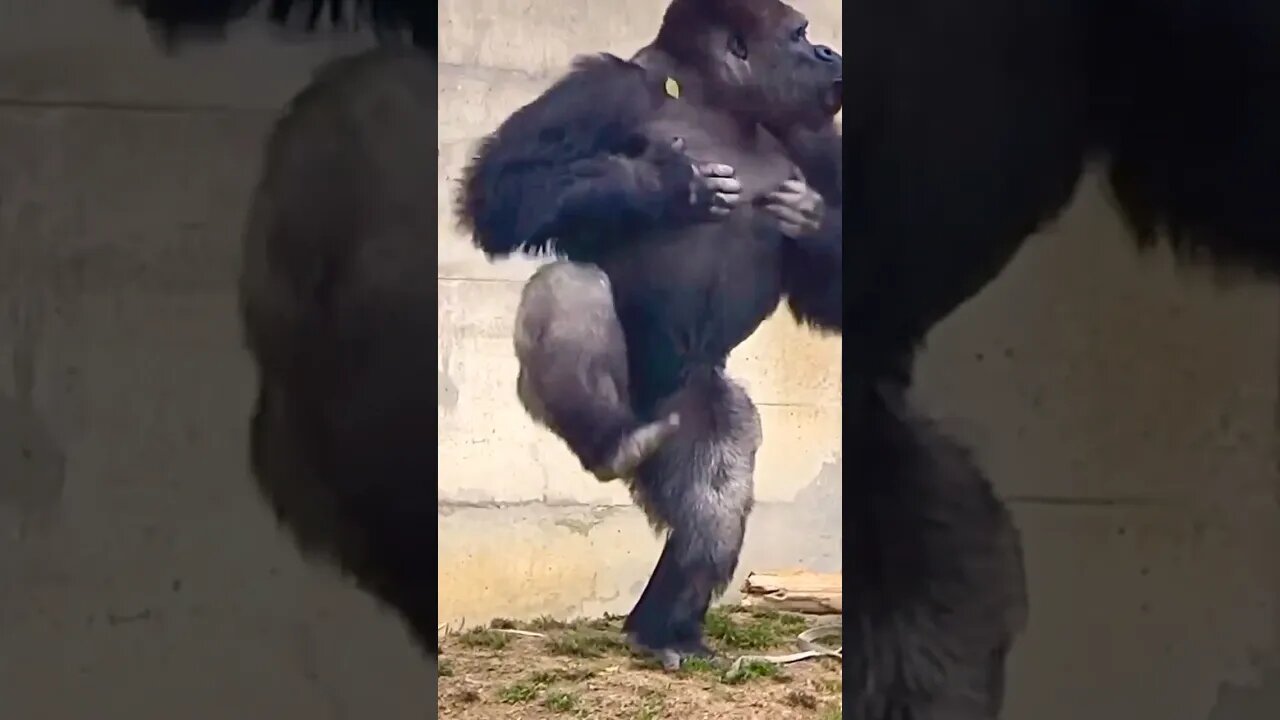 Shabani's Drumming 🥁🥁🥁 #2023 #shorts #short #gorilla