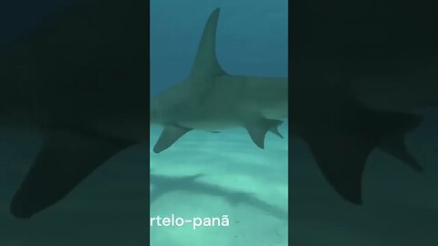 O tubarão-martelo-paña! 🦈 Um dos maiores peixes do mundo! #shorts