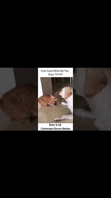 How Cute What Do You Guys Think #shorts #viral #trending