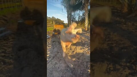 300lbs of excitement! #pig #pigs #pigfarmvideo #pigsisbeautiful #hog #shorts #unstoppable