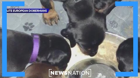 Colorado police search for Doberman puppies in connection to death of breeder | Morning in America