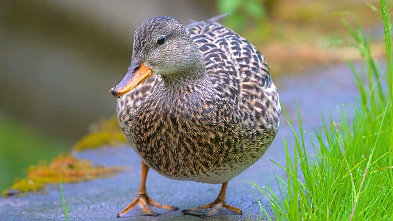 Mrs. Gadwall Duck Celebrating Her Third Year at the Pond with some Oats