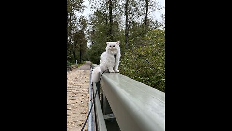 Handsome Adventure Cat Walks on Bridge