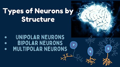 Types of Neurons by Structure: Unipolar, Bipolar, and Multipolar