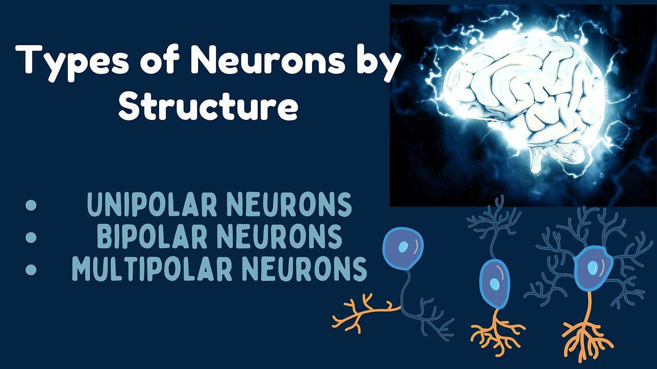 Types of Neurons by Structure: Unipolar, Bipolar, and Multipolar