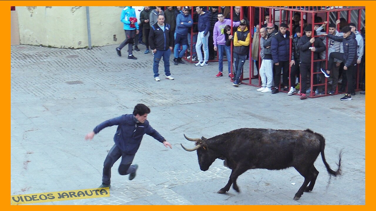 AUTOL ( LA RIOJA ) TARDE VACAS CALLE ( VIERNES 3 FEBRERO 2023 ) GANAD.MERINO