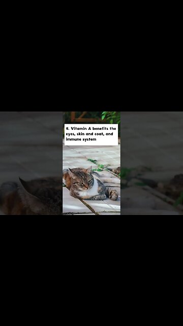 10 most important nutrients for cats