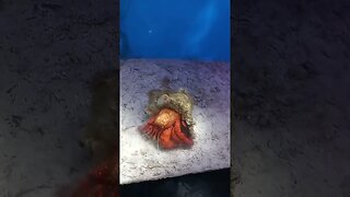 Hermit Crab, the crab with a home. 🫠