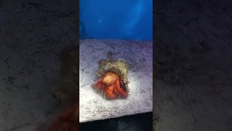 Hermit Crab, the crab with a home. 🫠