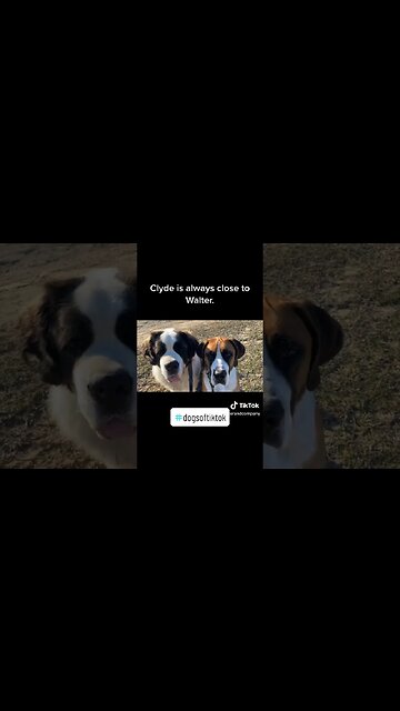 Clyde always wants to be next to his big brother Walter #buddies #friends #brother #dog #dogs #love