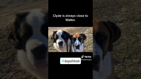 Clyde always wants to be next to his big brother Walter #buddies #friends #brother #dog #dogs #love