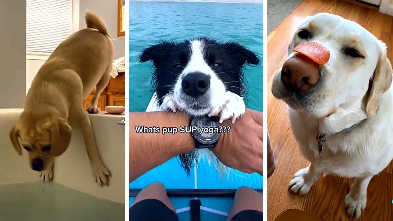 Funniest Dogs and Cats😹 Try not to laugh Challenge 😹If you laugh you lose