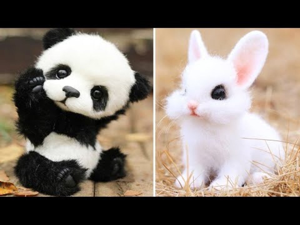 Cute baby animals Videos Compilation cute moment of the animals - Cutest Animals