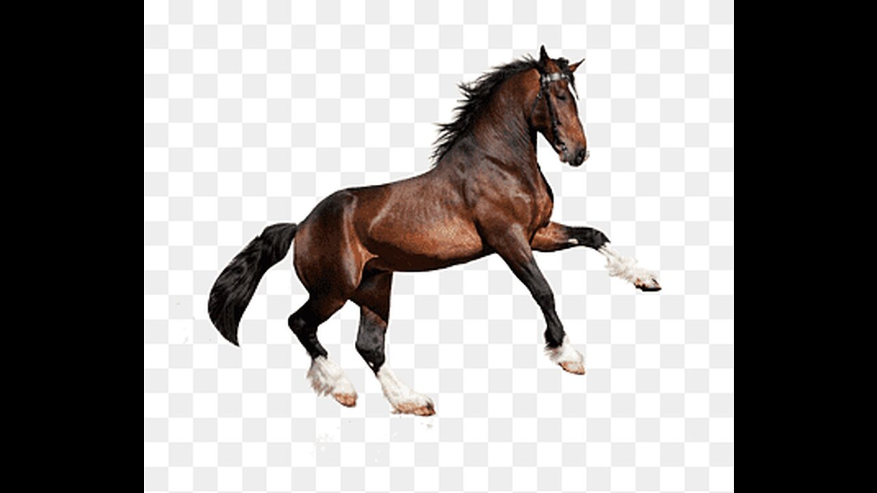 Brutal Stallion Mating Fight | Planet Earth
