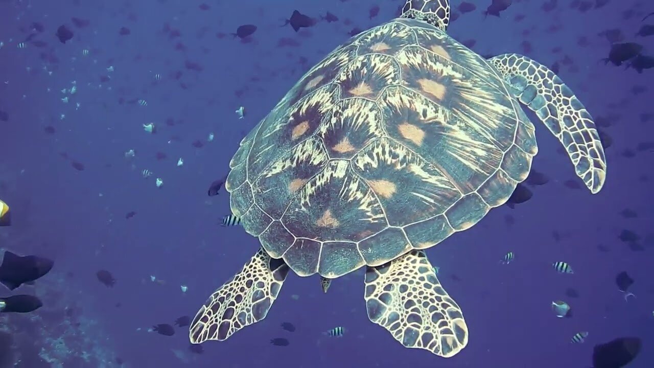 A turtle underwater