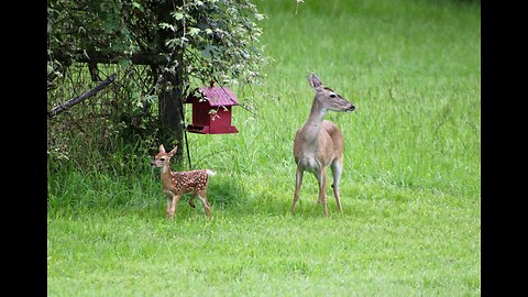 Fawns Abound, TX Night Hog's & Deer Wkly, 5/31/24