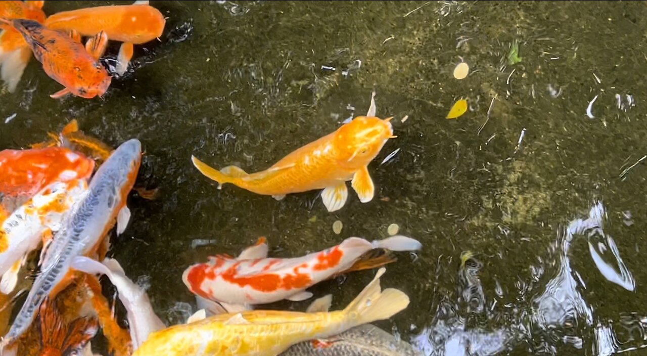 Beautiful Koi Fish Pond