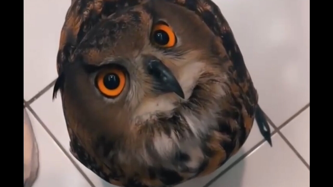 "Adorable Owl Delights: A Peek into the Charm of Nature's Cutest Creature"