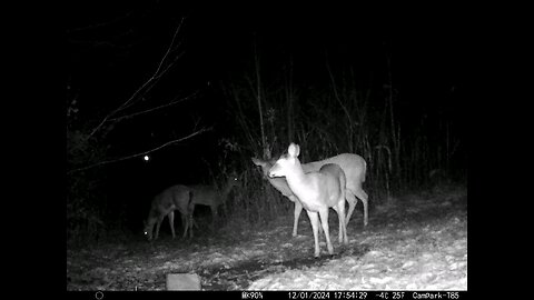 Deer Cam 12-01-2024