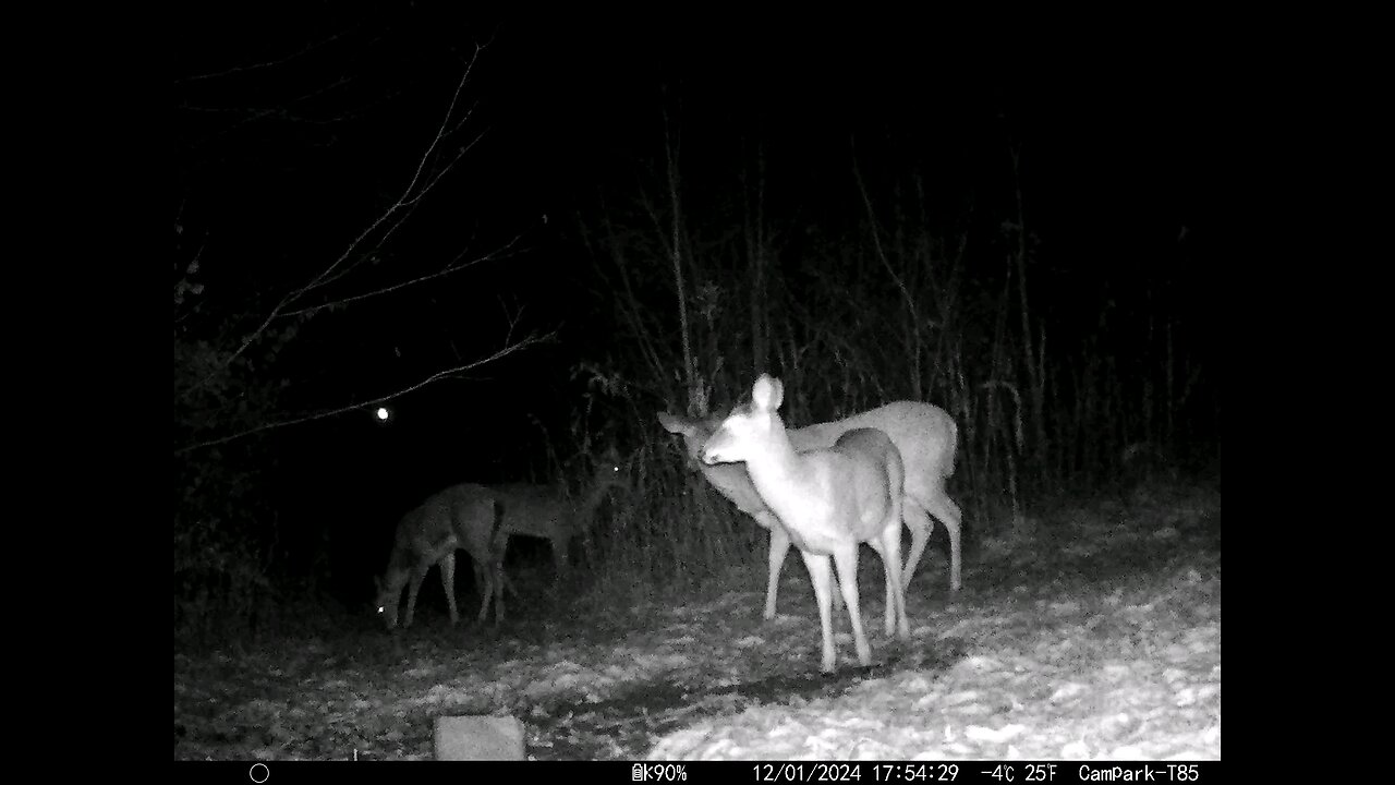 Deer Cam 12-01-2024