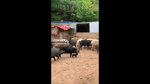 pork