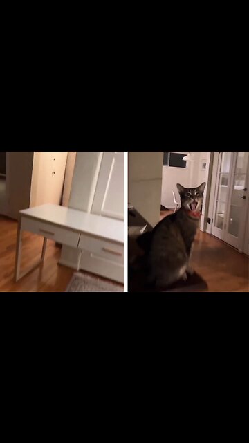 Hilarious Cat Outburst