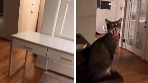 Hilarious Cat Outburst