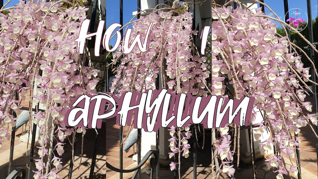 Dendrobium aphyllum Fertilizer & Supplements Complete Guide | Mounts & Pots #ninjaorchids