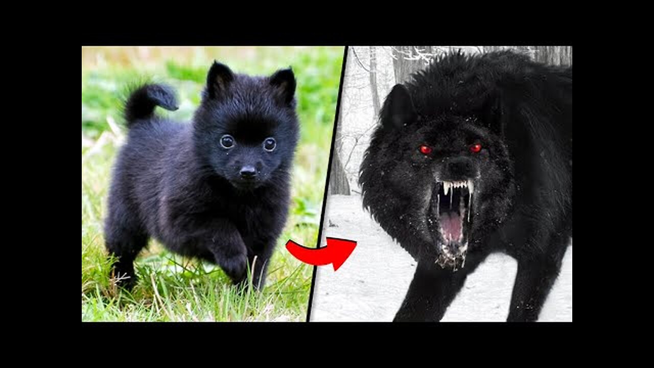 🔴Before & After Animals Growing Up. Incredible Animal Transformations