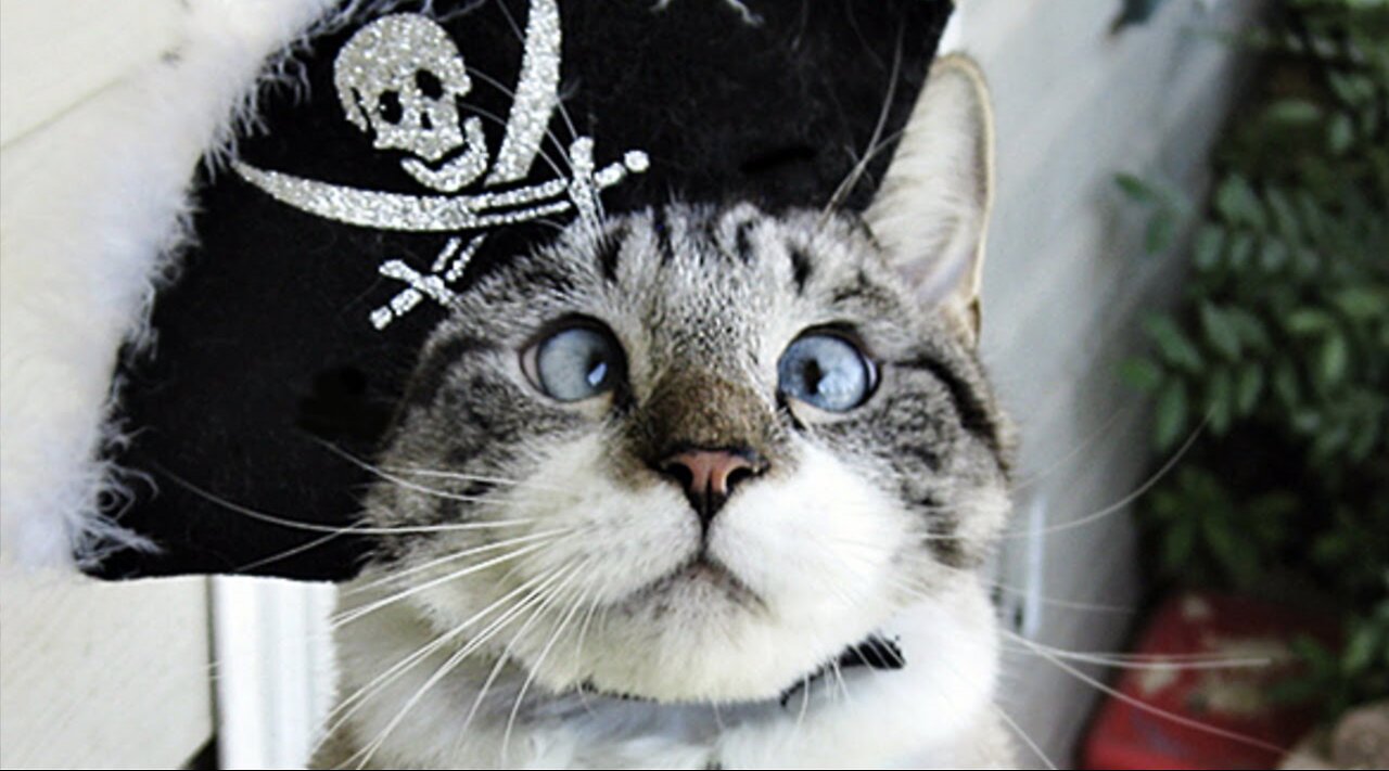 Funny Cat Captain Cat Sparrow #shorts