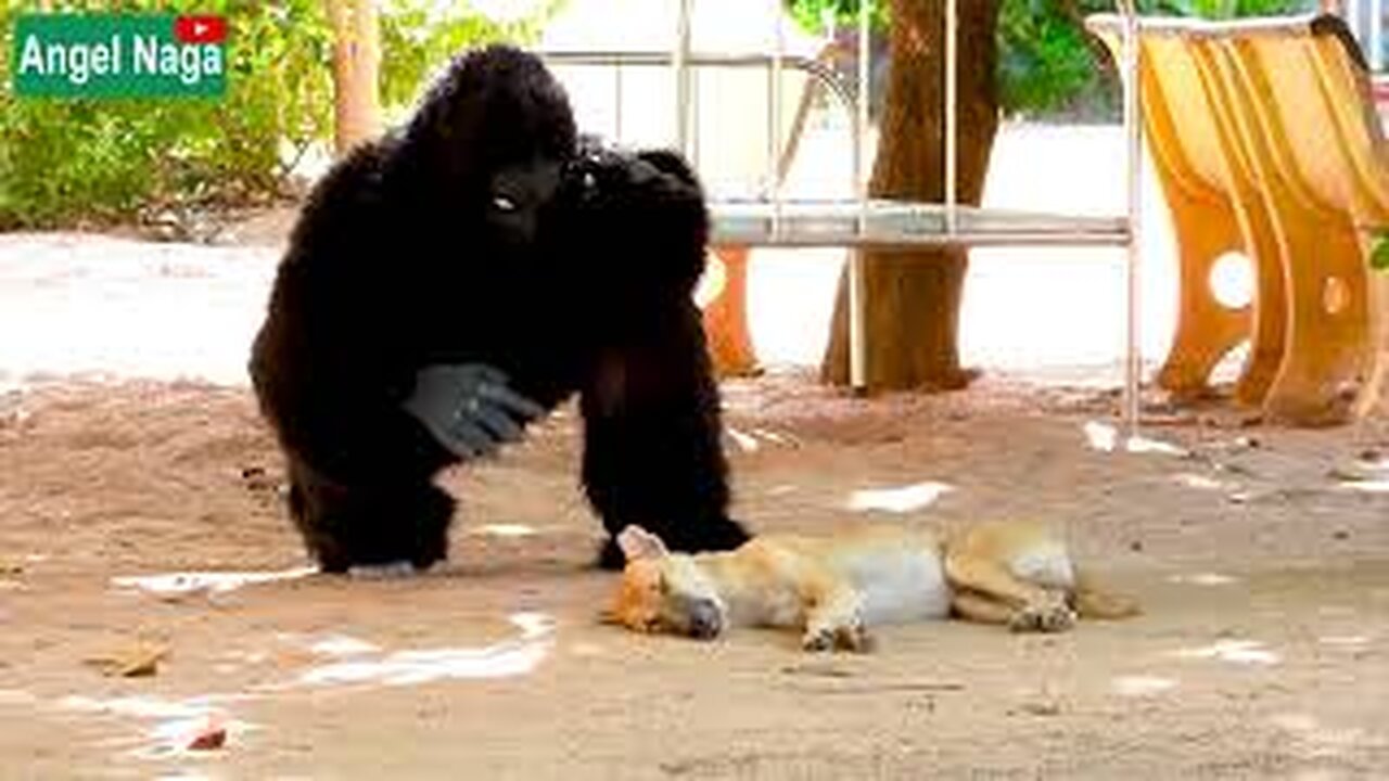 [ Best New Prank ] Fake Gorilla prank Dogs Make Funny Feeling Dogs - Super Funny