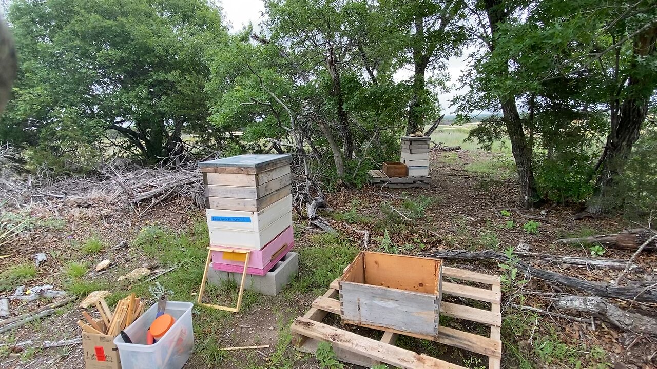 Colony moved on to layens frames, removing Langstroth frame, conversion hive.