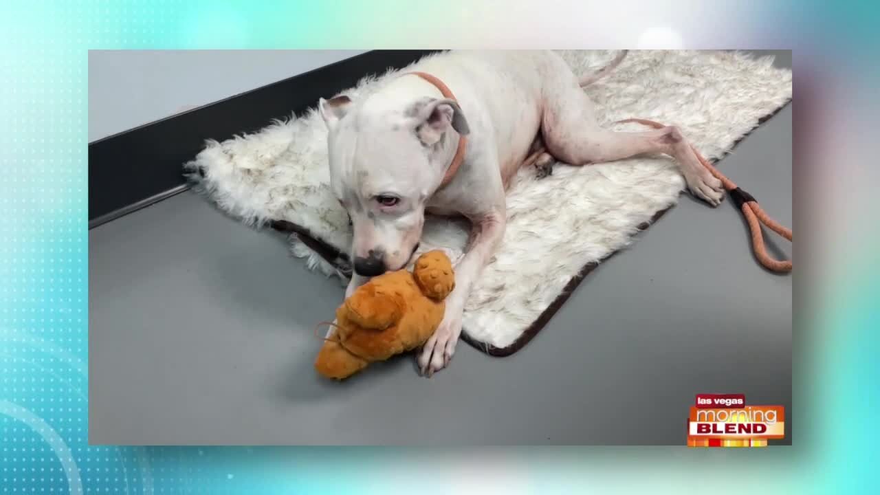 PICK OF THE LITTER: Charley!