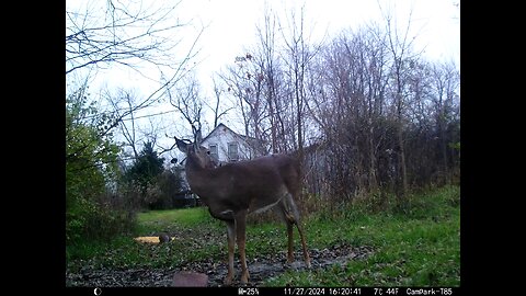 Deer Cam 11-27-2024