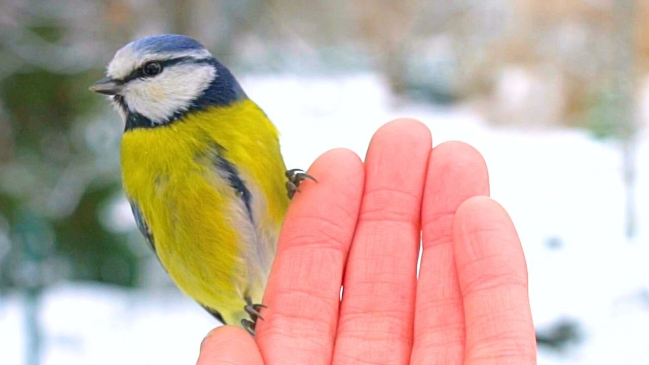 Another Winter Tit Bird Hand Feeding. Great Tits and Blue Tits