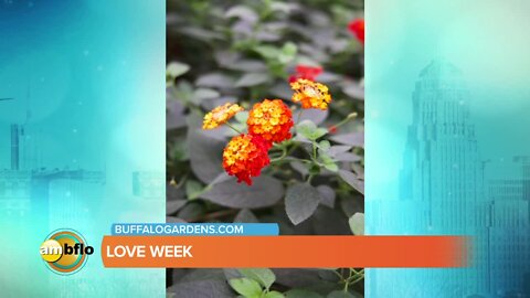 Love Week at the Botanical Gardens