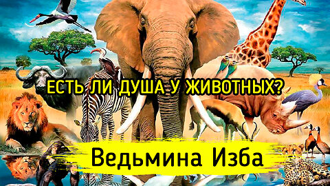 ЕСТЬ ЛИ ДУША У ЖИВОТНЫХ? ВЕДЬМИНА ИЗБА ▶️ ИНГА ХОСРОЕВА