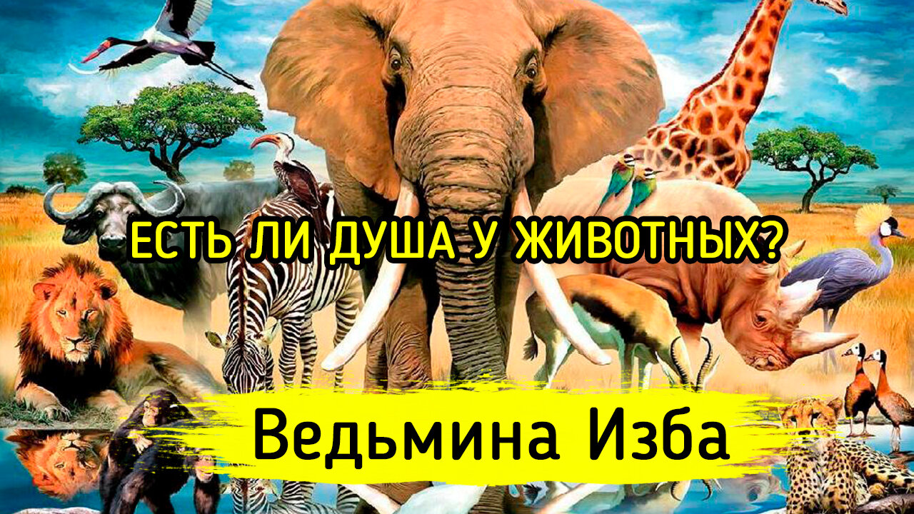 ЕСТЬ ЛИ ДУША У ЖИВОТНЫХ? ВЕДЬМИНА ИЗБА ▶️ ИНГА ХОСРОЕВА