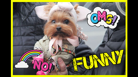 Baby Dogs Cute and Funny Dog Videos Compilation 30 Minutes of Funny Puppy Videos 2023