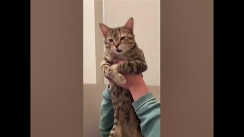 Remix Amazing Funny Cats Trending Clips || Best #funny Cats #shorts Video ||😍🐈😹😹