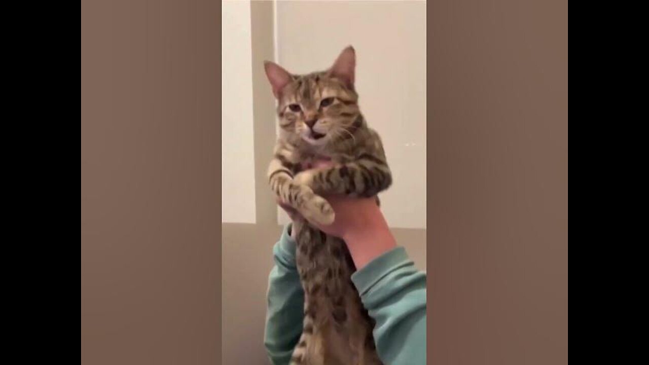 Remix Amazing Funny Cats Trending Clips || Best #funny Cats #shorts Video ||😍🐈😹😹