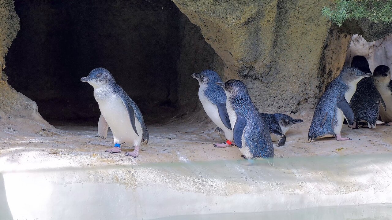 Little Penguins of Perth Adorable Coastal Wildlife in Western Australia